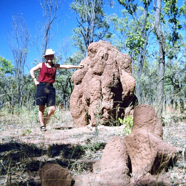 Australia Outback Termites